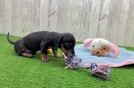 Best Dachshund Baby