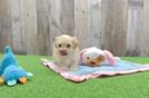 Smart Maltipoo Poodle Mix Pup