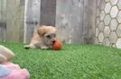 Little Multipoo Poodle Mix Puppy