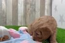 Friendly Mini Goldendoodle Baby