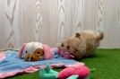 Meet Jacob - our Maltipoo Puppy Video