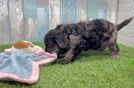 Mini Goldendoodle Pup Being Cute