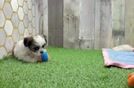 Small Teddy Bear Baby