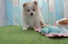 Little Pomeranian Baby