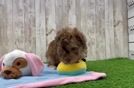 Small Poodle Purebred Pup