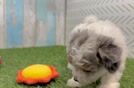 Cute Havapoo Baby