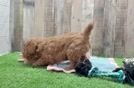 Mini Goldendoodle Puppy for Adoption