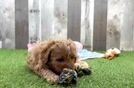 Meet Naomi - our Cavapoo Puppy Video