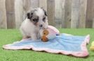 Friendly Mini Aussiedoodle Baby