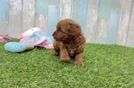 Cute Cavapoo Baby