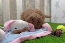 Funny Mini Goldendoodle Poodle Mix Pup