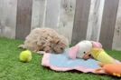 Small Maltipoo Baby