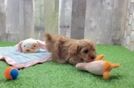 Best Cavapoo Baby