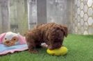 Little Poodle Baby
