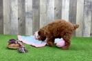 Poodle Puppy for Adoption