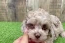 Poodle Pup Being Cute