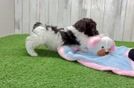 Meet Rockefeller - our Cockapoo Puppy Video