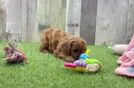 Cavapoo Pup Being Cute