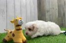 Playful Malt a Poo Poodle Mix Puppy