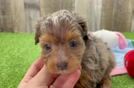 Happy Mini Aussiedoodle Baby