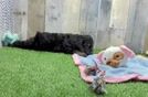 Small Cockapoo Baby