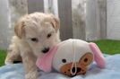 Funny Maltipoo Poodle Mix Pup