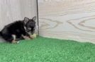 Energetic Yorkichon Designer Puppy
