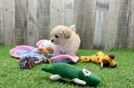 Best Maltipoo Baby