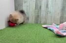 Energetic Dwarf Spitz Purebred Puppy