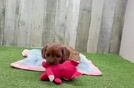Sweet Cavapoo Baby
