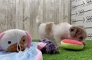 Havapoo Puppy for Adoption