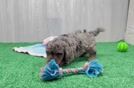 Yorkie Poo Puppy for Adoption