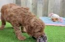 Sweet Mini Goldendoodle Baby