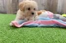 Fluffy Maltipoo Poodle Mix Pup