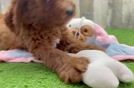 Sweet Mini Goldendoodle Baby