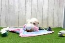 Meet Angelina - our Maltipoo Puppy Video