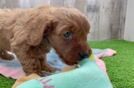 Cavapoo Pup Being Cute