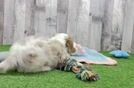 Meet Roman - our Cavachon Puppy Video