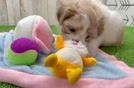 Playful Shichon Designer Puppy