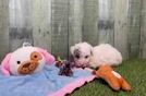 Akc Registered Poodle Baby