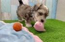 Maltipoo Pup Being Cute