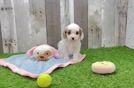 Cavapoo Pup Being Cute