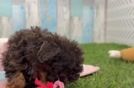 Energetic Havadoodle Poodle Mix Puppy