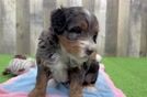 Mini Bernedoodle Pup Being Cute