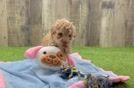 Poodle Pup Being Cute