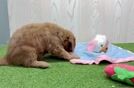 Meet Lawrence - our Mini Goldendoodle Puppy Video