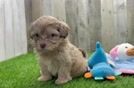Meet Emersyn - our Shih Poo Puppy Video