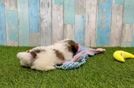 Smart Havapoo Poodle Mix Pup