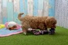 Best Cavapoo Baby