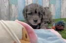 Fluffy Mini Goldendoodle Poodle Mix Pup